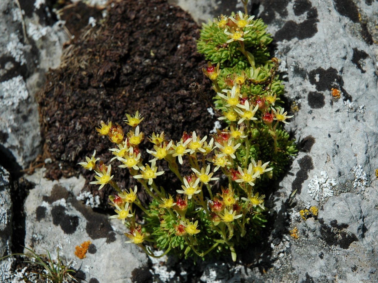 Saxifraga exarata subsp. moschata